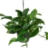 Drakenklimop In Hangpot (Epipremnum Pinnatum) D 15 H 40 Cm 1 Drakenklimop In Hangpot (Epipremnum Pinnatum) D 15 H 40 Cm -Groene Bloom Winkel 8720196612826
