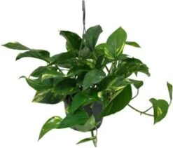 Drakenklimop In Hangpot (Epipremnum Pinnatum) D 15 H 40 Cm