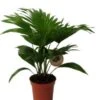 Waaierpalm (Livistona Rotundifolia) D 14 H 40 Cm 1 Waaierpalm (Livistona Rotundifolia) D 14 H 40 Cm -Groene Bloom Winkel 8720196617494 1
