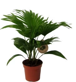 Waaierpalm (Livistona Rotundifolia) D 14 H 40 Cm