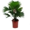 Waaierpalm (Livistona Rotundifolia) D 14 H 45 Cm 2 Waaierpalm (Livistona Rotundifolia) D 14 H 45 Cm -Groene Bloom Winkel 8720196617517