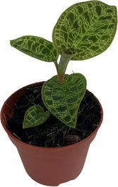 Juweelorchidee (Macodes Petola 'Jewel Orchid') D 6 H 8 Cm 3 Juweelorchidee (Macodes Petola 'Jewel Orchid') D 6 H 8 Cm