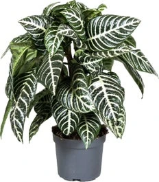 Zebraplant (Aphelandra Squarrosa 'Dania') D 13 H 25 Cm