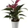 Flamingoplant (Anthurium 'Zizou') D 7 H 25 Cm 2 Flamingoplant (Anthurium 'Zizou') D 7 H 25 Cm -Groene Bloom Winkel 8720196627127