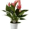 Flamingoplant (Anthurium 'Lilli') D 7 H 25 Cm 1 Flamingoplant (Anthurium 'Lilli') D 7 H 25 Cm -Groene Bloom Winkel 8720196627141