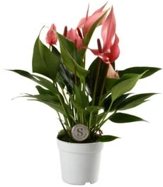 Flamingoplant (Anthurium 'Lilli') D 7 H 25 Cm