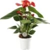 Flamingoplant (Anthurium 'Red Champion') D 7 H 25 Cm 1 Flamingoplant (Anthurium 'Red Champion') D 7 H 25 Cm -Groene Bloom Winkel 8720196627165