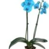 Vlinderorchidee 2 Tak (Phalaenopsis 'Royal Blue') D 12 H 55 Cm 2 Vlinderorchidee 2 Tak (Phalaenopsis 'Royal Blue') D 12 H 55 Cm -Groene Bloom Winkel 8720196627356