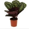 Calathea (Calathea 'Medallion') D 14 H 50 Cm 1 Calathea (Calathea 'Medallion') D 14 H 50 Cm -Groene Bloom Winkel 8720196635528