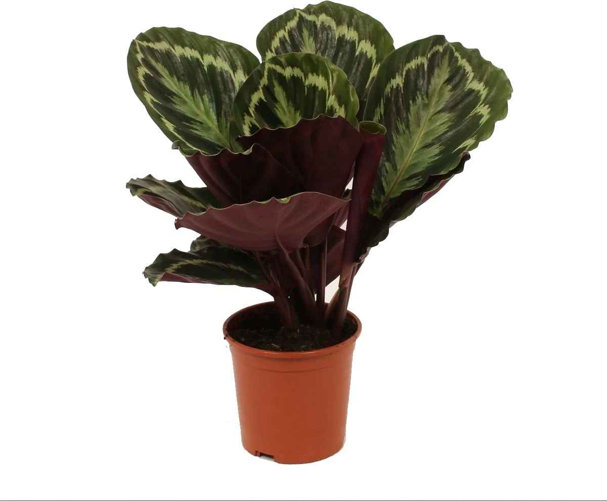 Calathea (Calathea 'Medallion') D 14 H 50 Cm 3 Calathea (Calathea 'Medallion') D 14 H 50 Cm