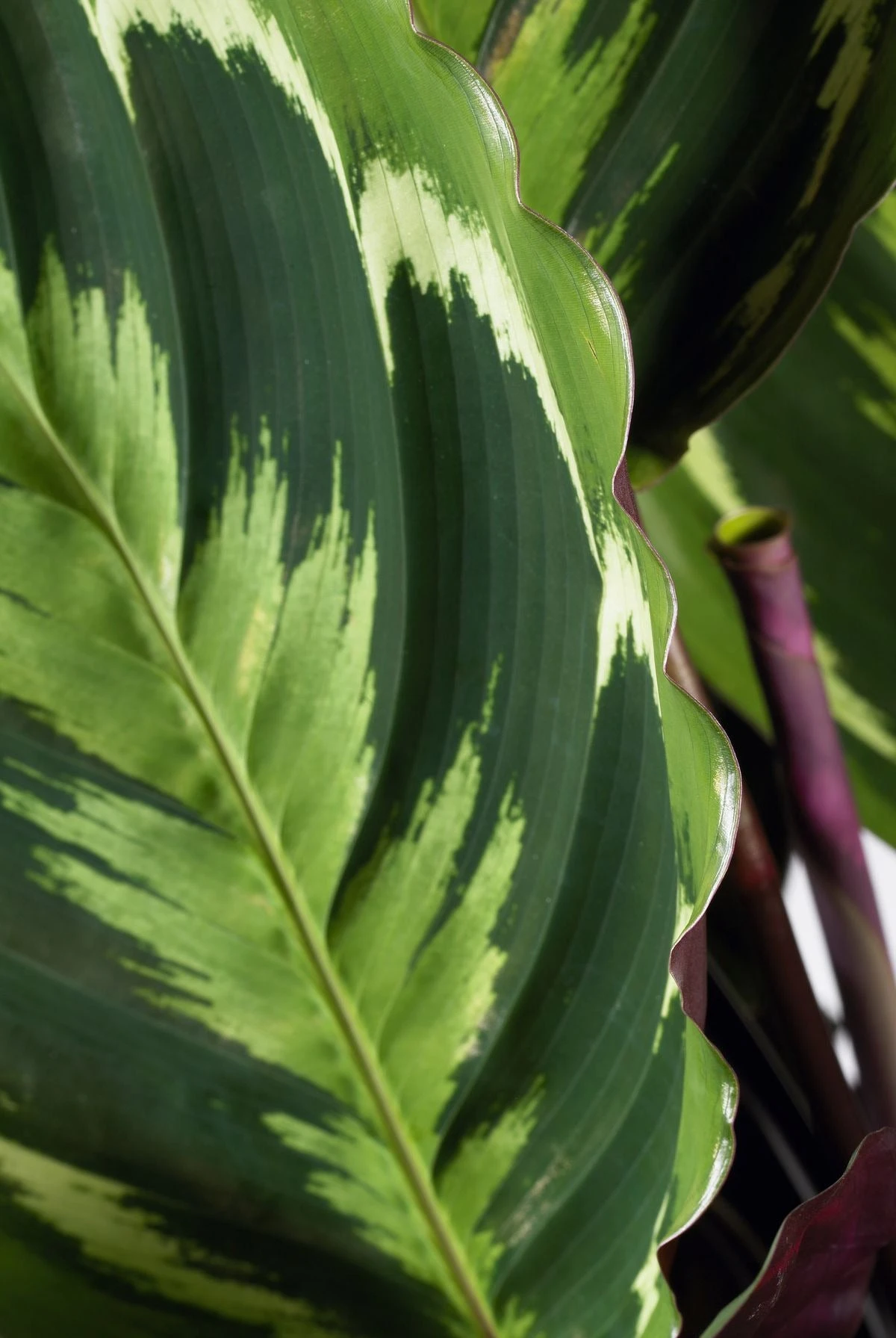 Calathea (Calathea 'Medallion') D 14 H 50 Cm 4 Calathea (Calathea 'Medallion') D 14 H 50 Cm - Afbeelding 2