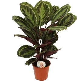 Calathea (Calathea 'Medallion') D 19 H 75 Cm 3 Calathea (Calathea 'Medallion') D 19 H 75 Cm