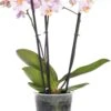 Vlinderorchidee 3 Tak (Phalaenopsis) Roze D 12 H 55 Cm -Groene Bloom Winkel 8720196639700 0
