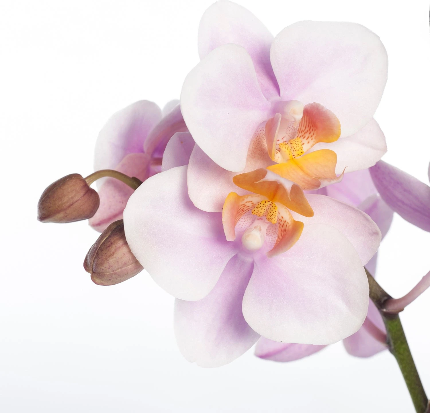 Vlinderorchidee 3 Tak (Phalaenopsis) Roze D 12 H 55 Cm 4 Vlinderorchidee 3 Tak (Phalaenopsis) Roze D 12 H 55 Cm - Afbeelding 2
