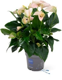 Flamingoplant (Anthurium 'Joli Peach') D 17 H 55 Cm