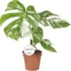 Bonte Gatenplant (Monstera Deliciosa 'Variegata') D 15 H 45 Cm 2 Bonte Gatenplant (Monstera Deliciosa 'Variegata') D 15 H 45 Cm -Groene Bloom Winkel 8720196648962