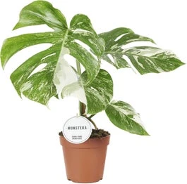 Bonte Gatenplant (Monstera Deliciosa 'Variegata') D 15 H 45 Cm 3 Bonte Gatenplant (Monstera Deliciosa 'Variegata') D 15 H 45 Cm