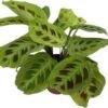Tiengebodenplant (Maranta Leuconeura 'Fantasy') D 12 H 30 Cm 1 Tiengebodenplant (Maranta Leuconeura 'Fantasy') D 12 H 30 Cm -Groene Bloom Winkel 8720196650415