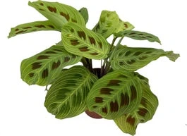 Tiengebodenplant (Maranta Leuconeura 'Fantasy') D 12 H 30 Cm 3 Tiengebodenplant (Maranta Leuconeura 'Fantasy') D 12 H 30 Cm