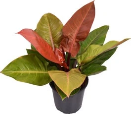 Philodendron (Philodendron 'Prince Of Orange') D 24 H 70 Cm 3 Philodendron (Philodendron 'Prince Of Orange') D 24 H 70 Cm