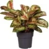 Aglaonema (Aglaonema 'Painted Celebration') D 19 H 45 Cm 1 Aglaonema (Aglaonema 'Painted Celebration') D 19 H 45 Cm -Groene Bloom Winkel 8720196655946 1