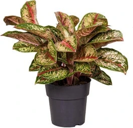 Aglaonema (Aglaonema 'Painted Celebration') D 19 H 45 Cm 3 Aglaonema (Aglaonema 'Painted Celebration') D 19 H 45 Cm