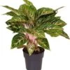 Aglaonema (Aglaonema 'Coco Melon') D 19 H 45 Cm -Groene Bloom Winkel 8720196655984 1