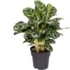 Aglaonema (Aglaonema 'Amazon Silver') D 19 H 45 Cm 2 Aglaonema (Aglaonema 'Amazon Silver') D 19 H 45 Cm -Groene Bloom Winkel 8720196656004 1