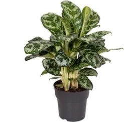 Aglaonema (Aglaonema 'Amazon Silver') D 19 H 45 Cm