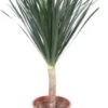 Drakenbloedboom (Dracaena Draco) D 27 H 110 Cm 1 Drakenbloedboom (Dracaena Draco) D 27 H 110 Cm -Groene Bloom Winkel 8720196658480 1