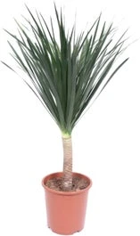 Drakenbloedboom (Dracaena Draco) D 27 H 110 Cm 3 Drakenbloedboom (Dracaena Draco) D 27 H 110 Cm
