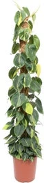 Philodendron Op Mosstok (Philodendron Scandens 'Brasil') D 27 H 150 Cm 3 Philodendron Op Mosstok (Philodendron Scandens 'Brasil') D 27 H 150 Cm