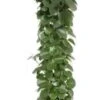 Suikerdruifje Op Zuil (Cissus Rotundifolia) D 24 H 120 Cm -Groene Bloom Winkel 8720196658602 1