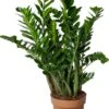 Zamioculcas (Zamioculcas Zamiifolia) D 30 H 110 Cm 1 Zamioculcas (Zamioculcas Zamiifolia) D 30 H 110 Cm -Groene Bloom Winkel 8720196661268