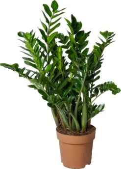 Zamioculcas (Zamioculcas Zamiifolia) D 30 H 110 Cm