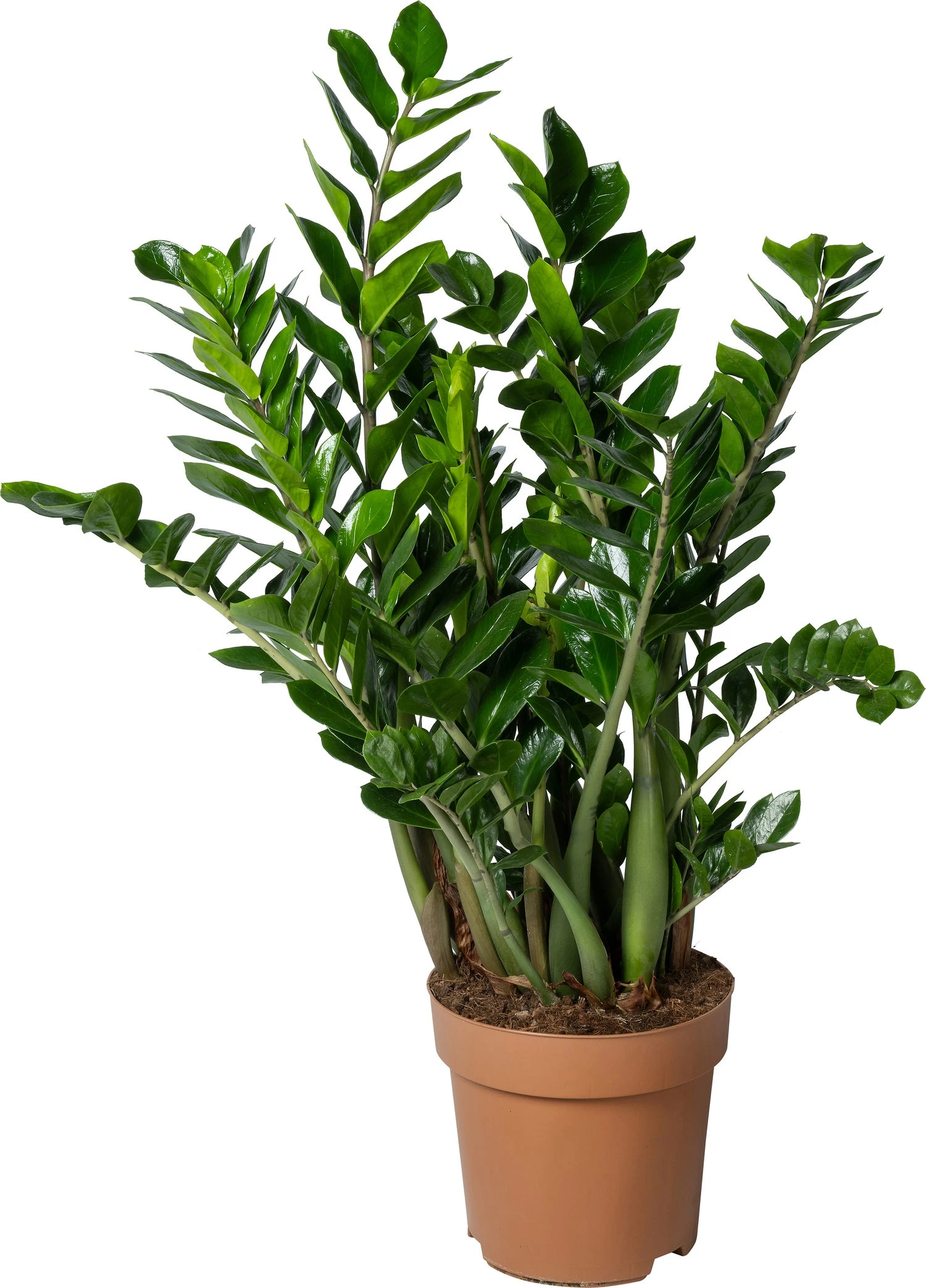 Zamioculcas (Zamioculcas Zamiifolia) D 30 H 110 Cm 3 Zamioculcas (Zamioculcas Zamiifolia) D 30 H 110 Cm