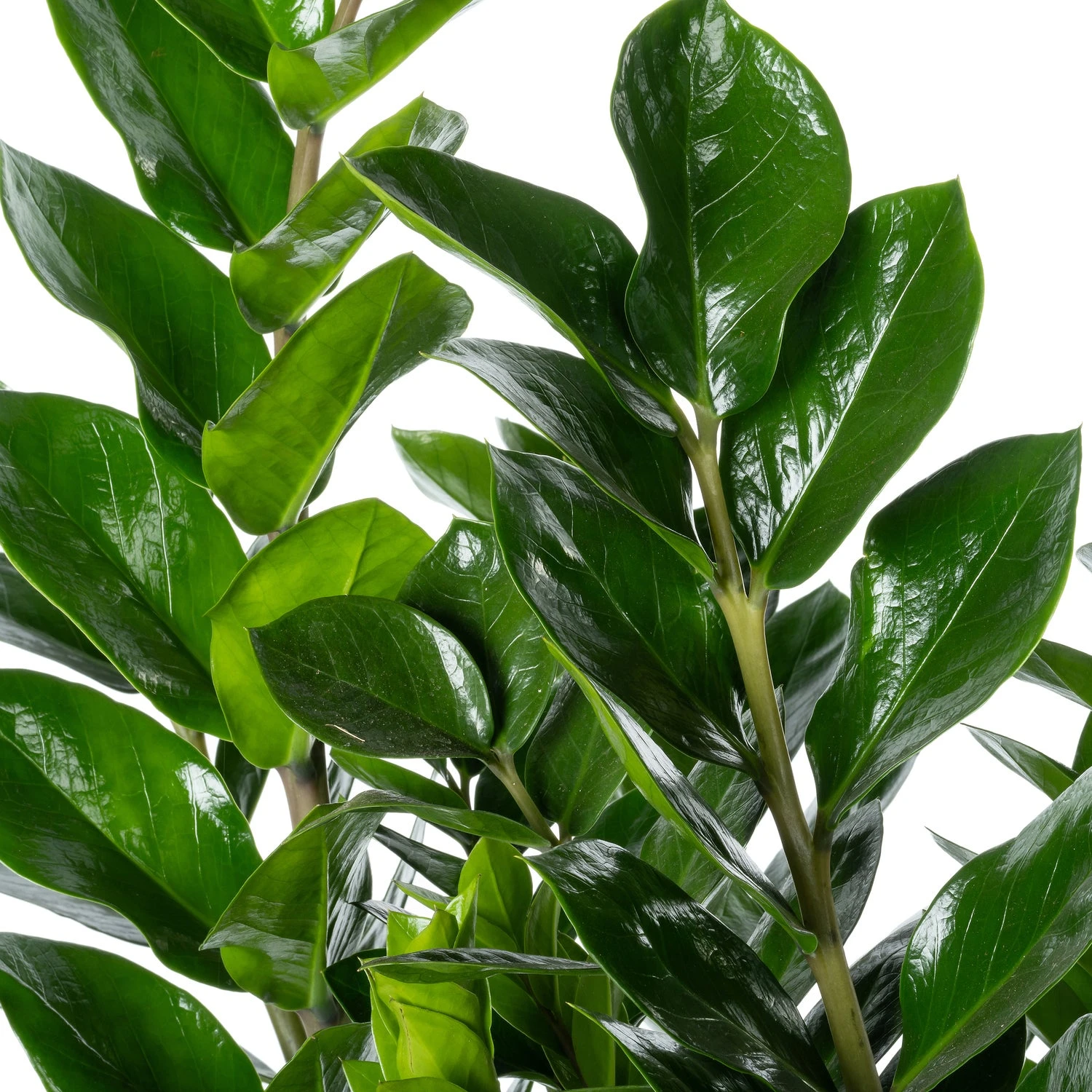 Zamioculcas (Zamioculcas Zamiifolia) D 30 H 110 Cm 4 Zamioculcas (Zamioculcas Zamiifolia) D 30 H 110 Cm - Afbeelding 2