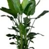 Paradijsvogelplant XXL (Strelitzia Nicolai) D 35 H 190 Cm 2 Paradijsvogelplant XXL (Strelitzia Nicolai) D 35 H 190 Cm -Groene Bloom Winkel 8720196661510 1