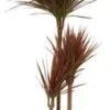 Drakenbloedboom (Dracaena Marginata 'Colorama') D 21 H 110 Cm 1 Drakenbloedboom (Dracaena Marginata 'Colorama') D 21 H 110 Cm -Groene Bloom Winkel 8720196661886 1