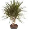Drakenbloedboom (Dracaena Marginata) D 21 H 80 Cm 2 Drakenbloedboom (Dracaena Marginata) D 21 H 80 Cm -Groene Bloom Winkel 8720196662135
