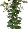 Vijgenboom (Ficus natalensis 'Trinova') D 27 H 150 Cm 2 Vijgenboom (Ficus natalensis 'Trinova') D 27 H 150 Cm -Groene Bloom Winkel 8720196662821 1