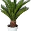 Varenpalm (Cycas Revoluta) D 23 H 75 Cm -Groene Bloom Winkel 8720196663071