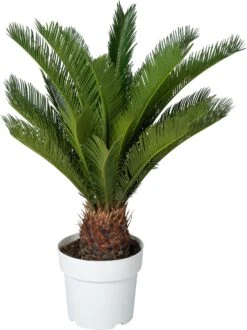 Varenpalm (Cycas Revoluta) D 23 H 75 Cm