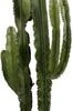 Cowboycactus (Euphorbia Erytrea ) D 40 H 160 Cm -Groene Bloom Winkel 8720196663316