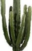 Cowboycactus (Euphorbia Erytrea ) D 50 H 200 Cm -Groene Bloom Winkel 8720196663347