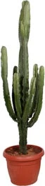 Cowboycactus (Euphorbia Erytrea ) D 50 H 200 Cm 3 Cowboycactus (Euphorbia Erytrea ) D 50 H 200 Cm