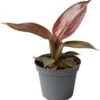 Philodendron (Philodendron 'Red Sun') D 6 H 15 Cm 1 Philodendron (Philodendron 'Red Sun') D 6 H 15 Cm -Groene Bloom Winkel 8720196664955