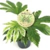 Vingerplant (Fatsia Variegata 'Spider Web') D 12 H 25 Cm -Groene Bloom Winkel 8720196665099