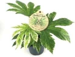 Vingerplant (Fatsia Variegata 'Spider Web') D 12 H 25 Cm