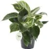 Philodendron (Philodendron 'White Measure') D 14 H 40 Cm -Groene Bloom Winkel 8720196665150